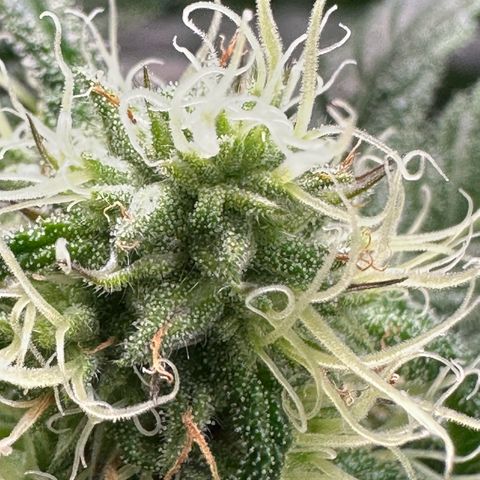 CxLAZ #31 58.75g growlog timeline photo