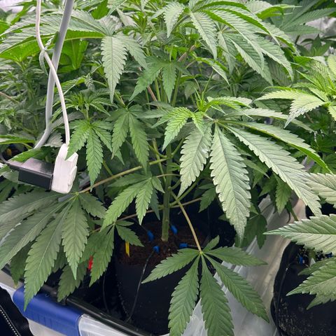 CxLAZ #16 50.72g growlog timeline photo