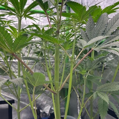 CxLAZ #16 50.72g growlog timeline photo