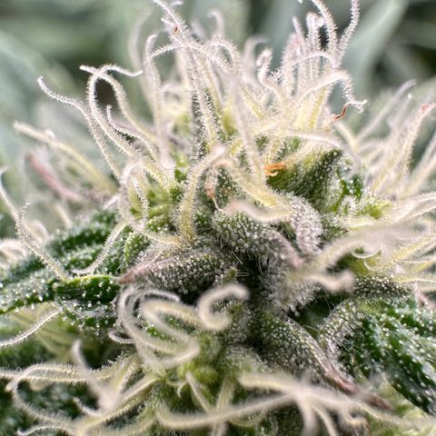 CxLAZ #16 50.72g growlog photo: Stacking nicely 9 heads