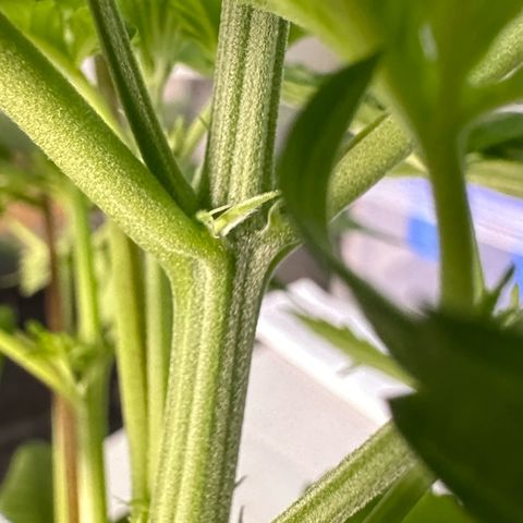 CxLAZ #16 50.72g growlog photo: Lollipoped