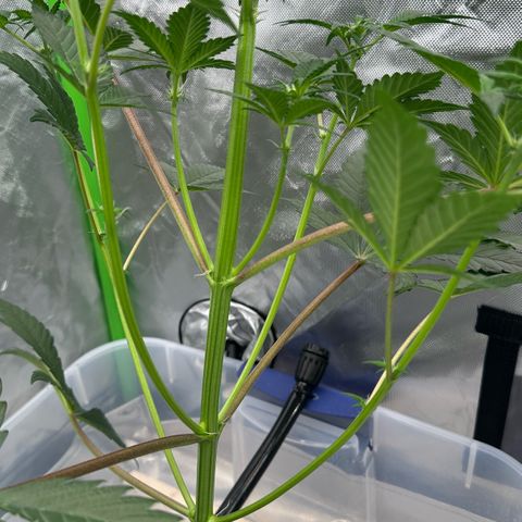 CxLAZ #16 50.72g growlog timeline photo
