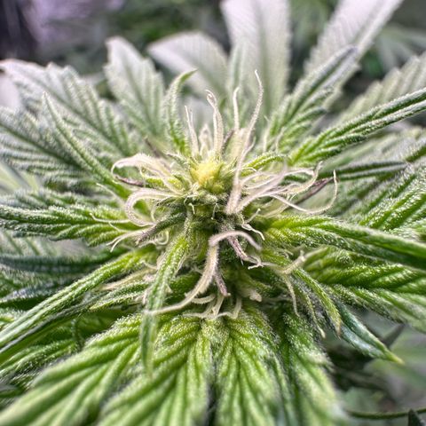 CxLAZ #03 45.52g growlog timeline photo