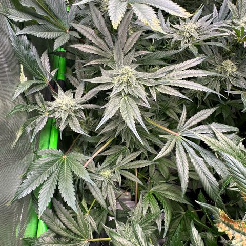 CxLAZ #20 13.7g growlog timeline photo