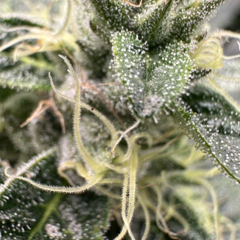 CxLAZ #06 growlog timeline photo