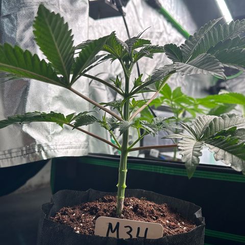 CxLAZ #16 50.72g growlog photo: Lollipoped