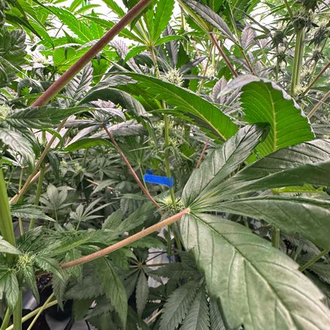CxLAZ #31 58.75g growlog timeline photo
