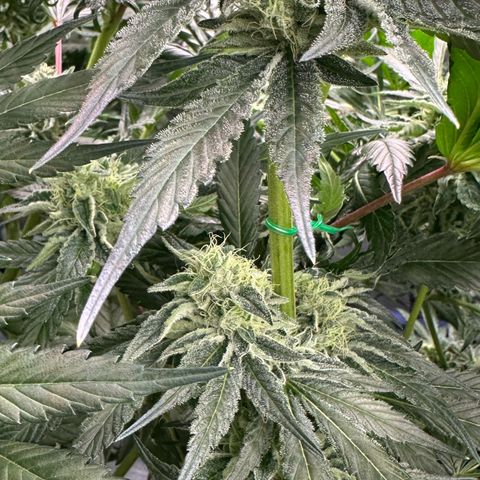 CxLAZ #06 growlog timeline photo