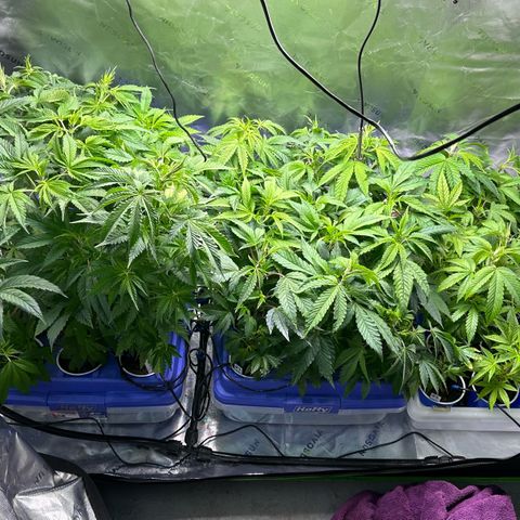 Shaman growlog timeline photo