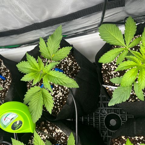 Misc x (LA Kush x Zkittles) #26 60.7g growlog timeline photo