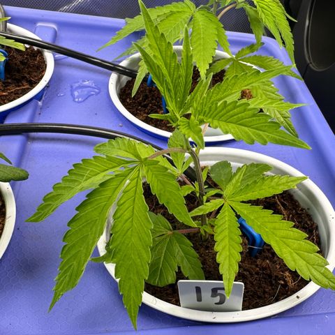 CxLAZ #15 C #1 growlog timeline photo