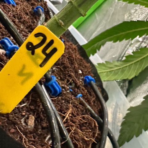 CxLAZ #24 37.13g growlog timeline photo