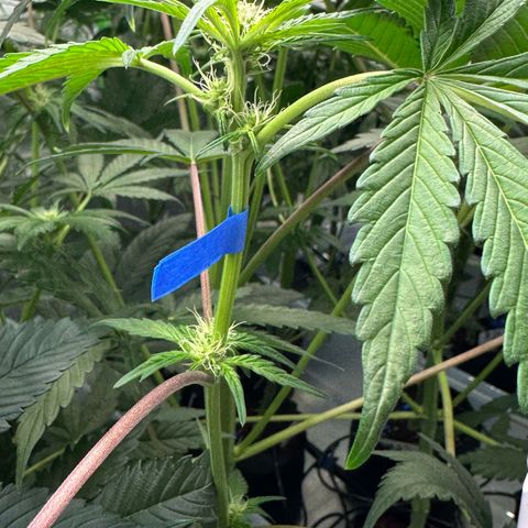 CxLAZ #16 50.72g growlog photo: Pollenated bud site