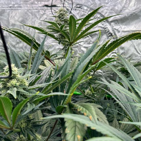 Misc x (LA Kush x Zkittles) #29 25.69g growlog timeline photo