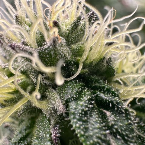 Misc x (LA Kush x Zkittles) #10 growlog timeline photo