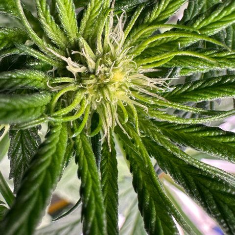 CxLAZ #16 50.72g growlog timeline photo