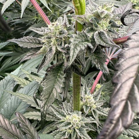 Misc x (LA Kush x Zkittles) #22 34.14g growlog timeline photo
