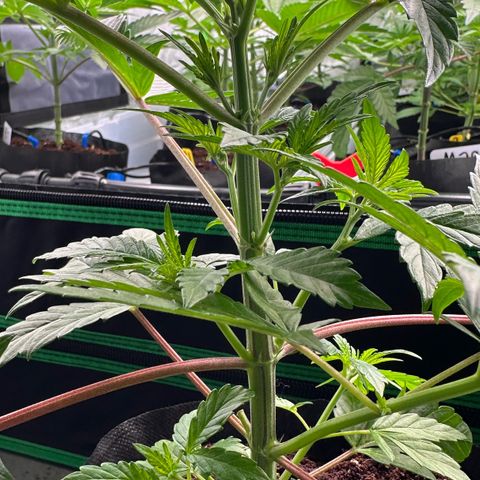 CxLAZ #16 50.72g growlog photo: Lollipoped