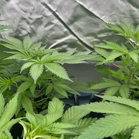 CxLAZ #16 50.72g growlog timeline photo