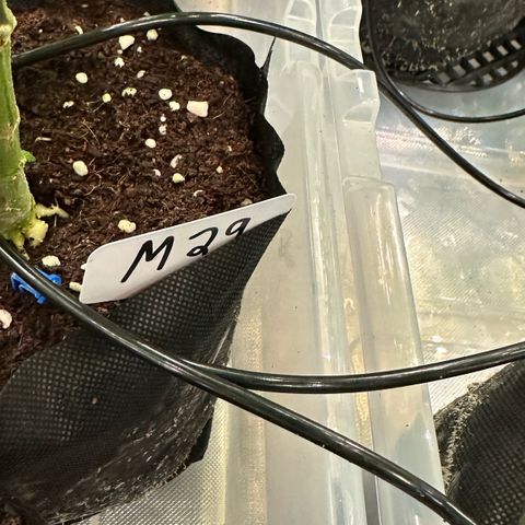 Misc x (LA Kush x Zkittles) #29 25.69g growlog timeline photo