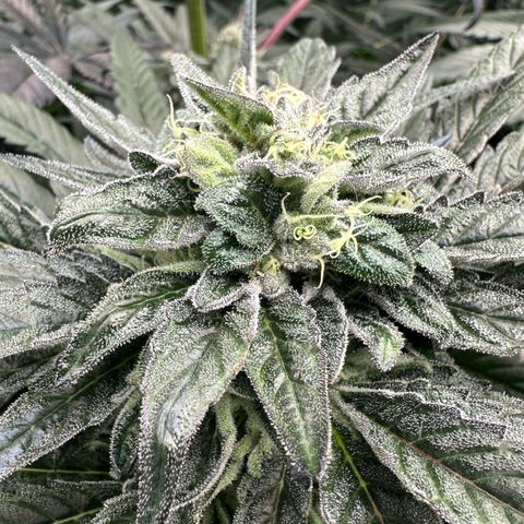 Misc x (LA Kush x Zkittles) #33 19.08g growlog timeline photo