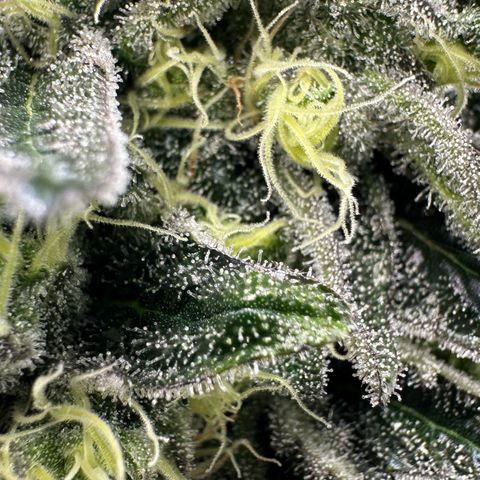 CxLAZ #24 37.13g growlog timeline photo