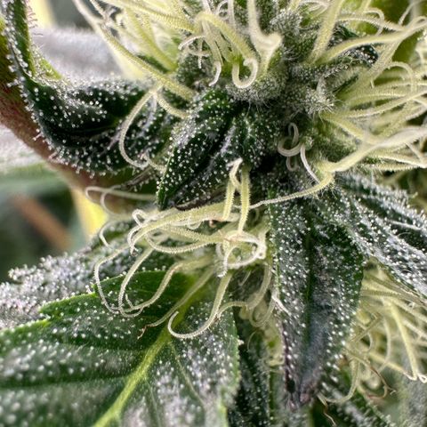 Misc x (LA Kush x Zkittles) #10 growlog timeline photo