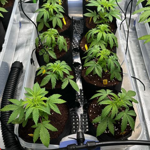 Misc x (LA Kush x Zkittles) #26 60.7g growlog timeline photo