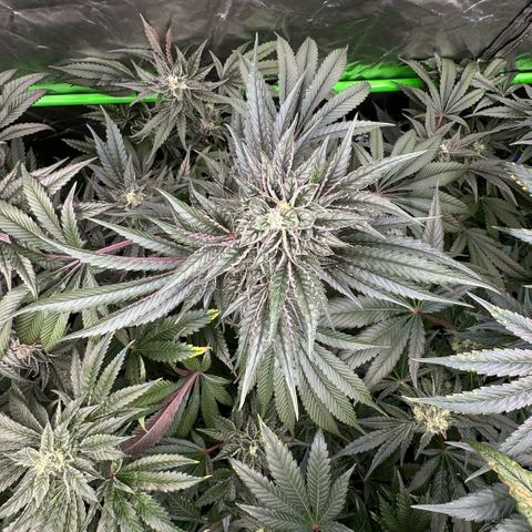 CxLAZ #03 45.52g growlog timeline photo