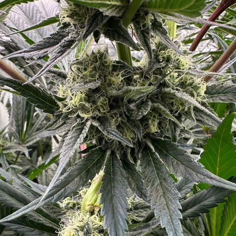 CxLAZ #31 58.75g growlog timeline photo