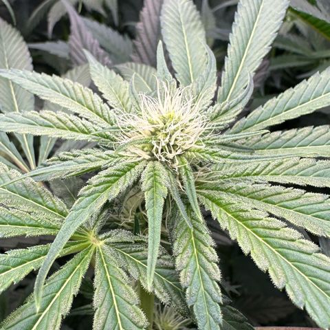 CxLAZ #06 growlog timeline photo