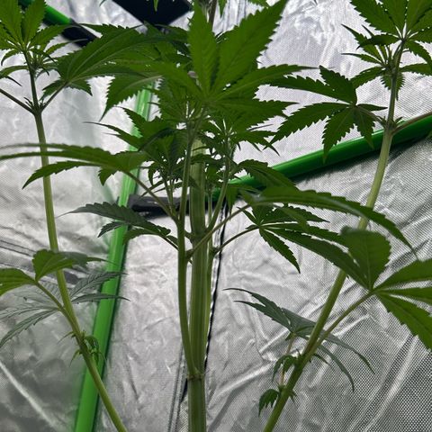 CxLAZ #16 50.72g growlog timeline photo