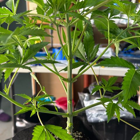 CxLAZ #16 50.72g growlog photo: Lollipoped