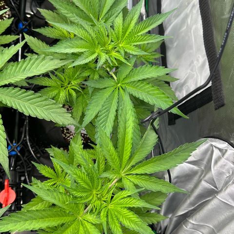 CxLAZ #16 50.72g growlog timeline photo