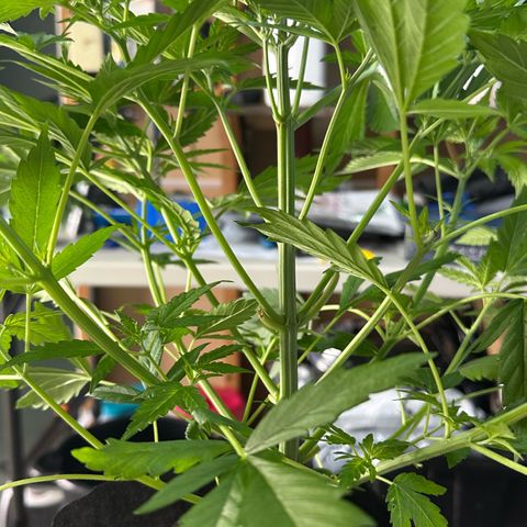 CxLAZ #16 50.72g growlog photo: Lollipoped
