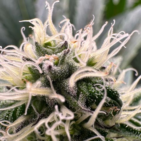 CxLAZ #31 58.75g growlog timeline photo