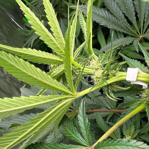 CxLAZ #16 50.72g growlog photo: Top training 