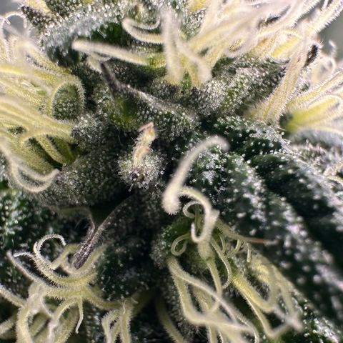 Misc x (LA Kush x Zkittles) #27 33.12g growlog timeline photo