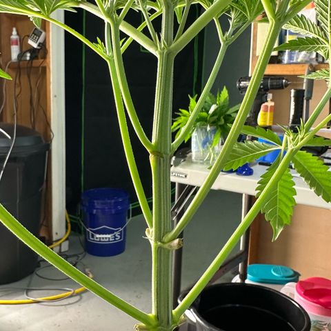CxLAZ #16 50.72g growlog photo: Lollipoped