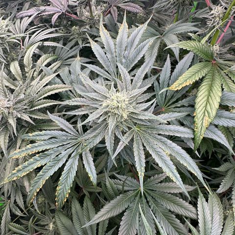CxLAZ #14 53.59g growlog timeline photo
