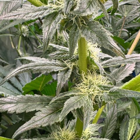 CxLAZ #20 13.7g growlog timeline photo