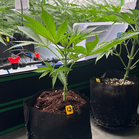 CxLAZ #16 50.72g growlog photo: Lollipoped