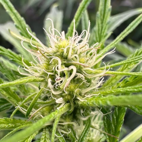 CxLAZ #31 58.75g growlog timeline photo