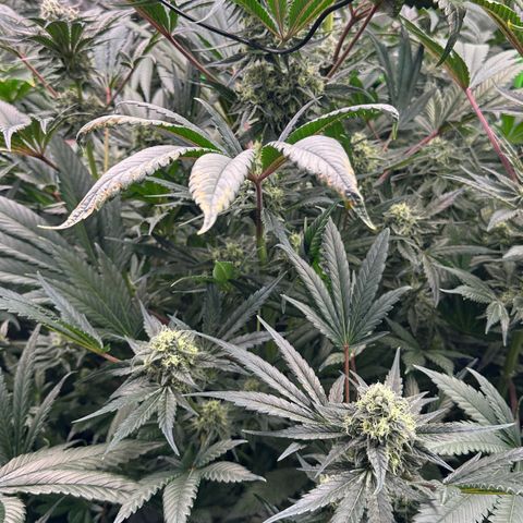 CxLAZ #31 58.75g growlog timeline photo