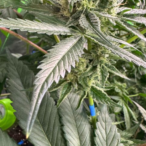 CxLAZ #31 58.75g growlog timeline photo