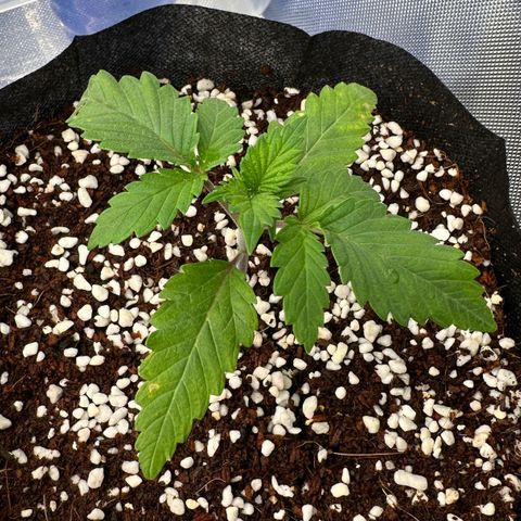 Misc x (LA Kush x Zkittles) #26 60.7g growlog timeline photo