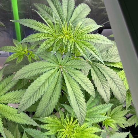 CxLAZ #16 50.72g growlog timeline photo