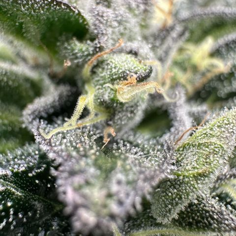 Misc x (LA Kush x Zkittles) #33 19.08g growlog timeline photo