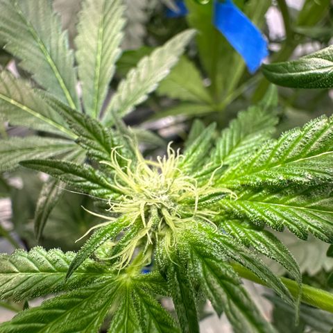 CxLAZ #16 50.72g growlog photo: Pollenated bud site