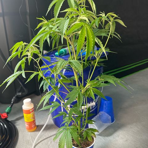 MiscxLAZ #08 C #1 growlog timeline photo